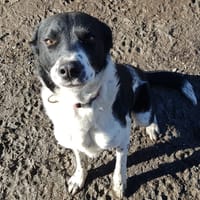 ULYSSE, chien à adopter