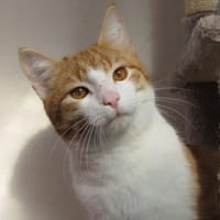 ALFI, chat à adopter