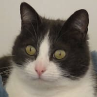 NOLPHY, chat à adopter