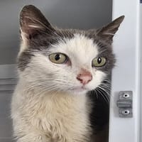 ELTON, chat à adopter