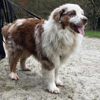 JOY, chien à adopter