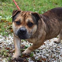 rio, chien à adopter