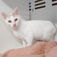 DOWN, chatte à adopter