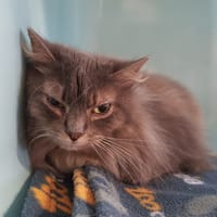 Maico, chatte à adopter