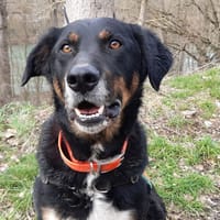 Twix, chien à adopter