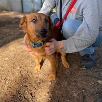 Sam, chien à adopter