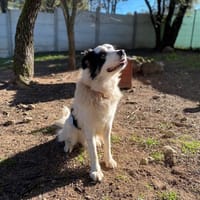 Tarantino, chien à adopter