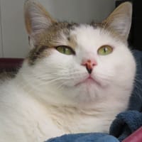 COFFEE, chatte à adopter