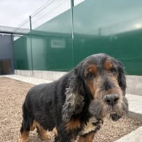 COOPER, chien à adopter