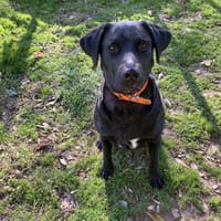 SULTAN, chien à adopter