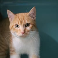 BOUBOUILLE HAB17519, chat à adopter
