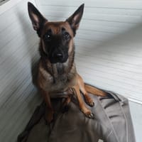 Paquerette, chienne à adopter