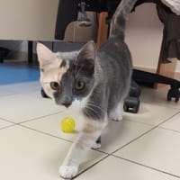 ANGE (pas encore adoptable), chatte à adopter