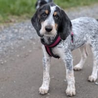 CERISE, chienne à adopter