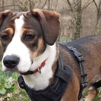 Yuna, chienne à adopter