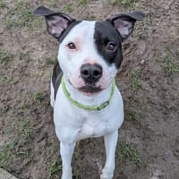 ebene, chienne à adopter