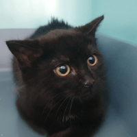 AMANDE CHA, chatte à adopter