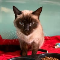 Mushu, chatte à adopter