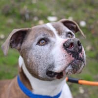 ALPHA, chien à adopter