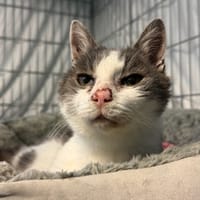 Zico, chat à adopter