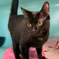 vecna, chat à adopter