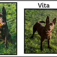 VITA, chienne à adopter