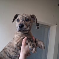 HARIBO, chien à adopter