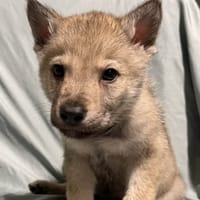 MISKA, chienne à adopter