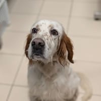 OMAR, chien à adopter