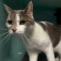 Caline, chatte à adopter