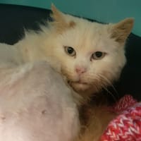 FLOCON, chat à adopter