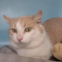 APOLLON, chat à adopter