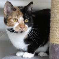 ALIA, chatte à adopter