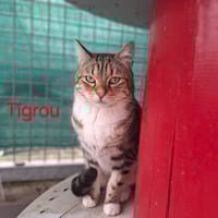 Tigrou, chat à adopter