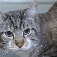 OSCAR, chat à adopter