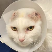 Neige, chatte à adopter