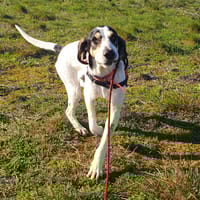 OGIZ, chien à adopter