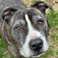 Wakfu, chien à adopter