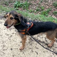 POKER, chien à adopter