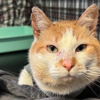 Tarsal, chat à adopter