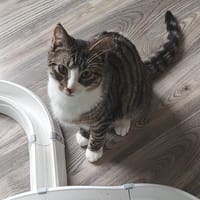 Azad, katers ter adoptie