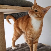 Ruby, katers ter adoptie