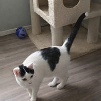 Sky, katers ter adoptie