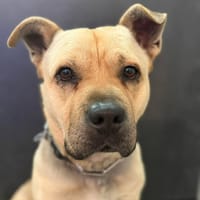 ROX, chien à adopter