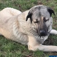 ALTAY, chien à adopter