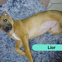 Lior, chienne à adopter