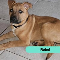 Rebel, chien à adopter