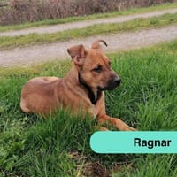 Ragnar, chien à adopter