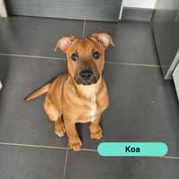 Koa, chienne à adopter