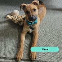 Nima, chien à adopter